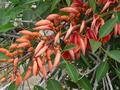 Erythrina crista-galli