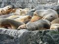 Seel�wen auf einem Felsen im Beagle-Kanal