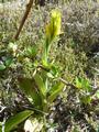 Orchidee Gavilea Lutea