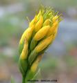 Orchidee Gavilea Lutea