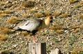 Schwarzz�gelibis Theristicus melanopis