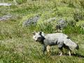 Ein Graufuchs schleicht um uns herum