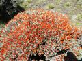 Anarthrophyllum desideratum