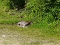 Durch die Berge nach Tilcara: Selbst die Schweine scheinen hier Freiheit zu genie�en: In totaler Einsamkeit in einer Pf�tze in der Kurve suhlt sich ein braunes Schwein.