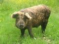 Ein Schwein im Pullover
