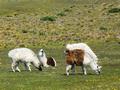 Unsere ersten Lamas