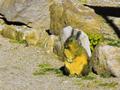 Viscacha: Nach der K�lte in der Nacht kommen die Viscachas aus ihren H�hlen um sich in der Morgensonne aufzuw�rmen.