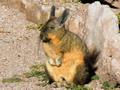 Viscacha: Die Viscachas sind eine Nagetiertierart aus der Familie der Chinchillas. Sie sind in den im s�dlichen Bolivien, Paraguay und dem n�rdlichen und mittleren Argentinien verbreitet