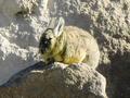 Viscacha
