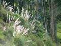Der Regenwald des gestrigen Tages hatte aufgeh�rt und war einer alpinen Flora gewichen aus Agaven, Gliederkakteen und Pampasgras