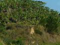 Bananenplantagen am Berghang
