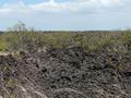 Seit den letzten Eruptionen der beiden Vulkane (Nindir�: 1670, Masaya: 1772) hat das �kosystem des Parks viele �nderungen durchlaufen. Die trockene Lava wurde nach und nach von kleinen Pflanzen erobert, die den Weg freimachten f�r gr��ere Vegetation
