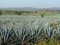 Schon weit vor der Stadt Tequila war es nicht mehr zu verheimlichen, welcher Industriezweig hier das Leben bestimmt: Die Tequilaherstellung.