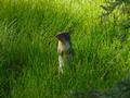 Squirrels (Erdh�rnchen) am Parkplatz verf�hrten uns zu unendlich vielen Fotos