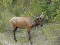 Da ist nicht das Geweih abgebrochen, das ist j�ngerer Wapiti