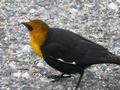 Gelbkopf-Schwarzst�rling, yellow-headed blackbird (Xanthocephalus xanthocephalus)