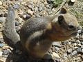 Ein Chipmunk (Streifenh�rnchen, Backenh�rnchen)