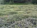 Rize_Teeplantage_thumb.jpg 4K
